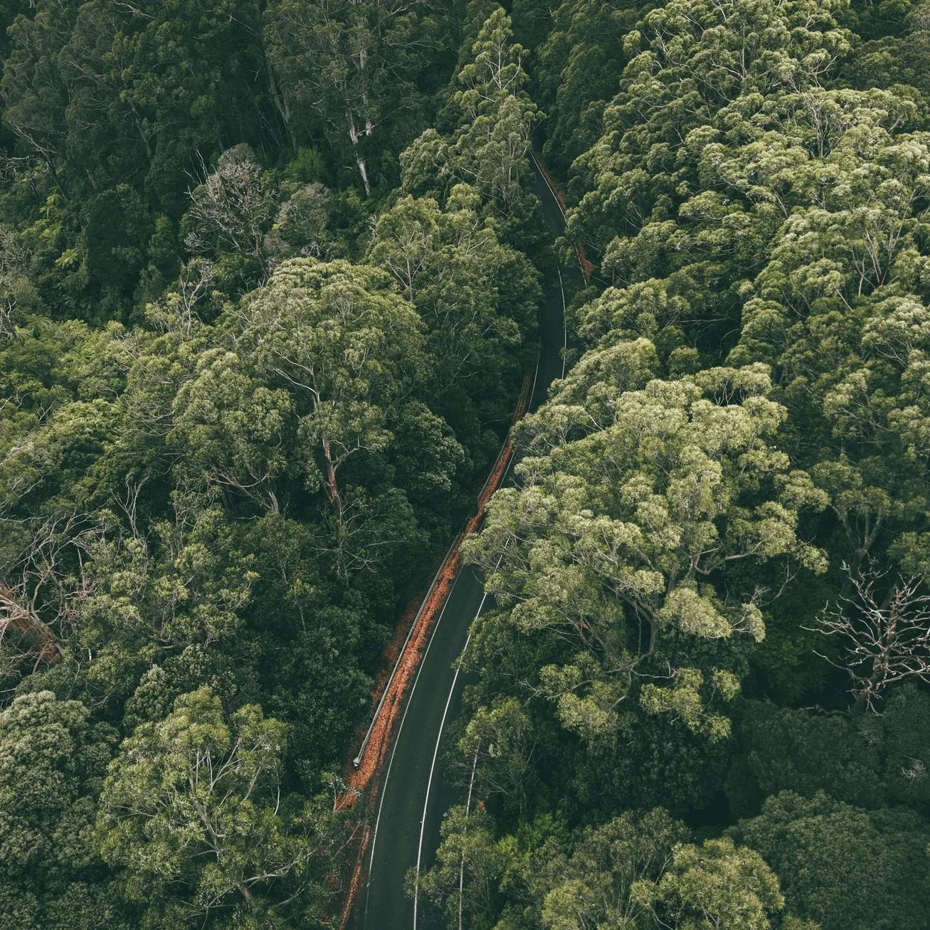 mnhon5 | Is the Great Ocean Road Toll-Free?